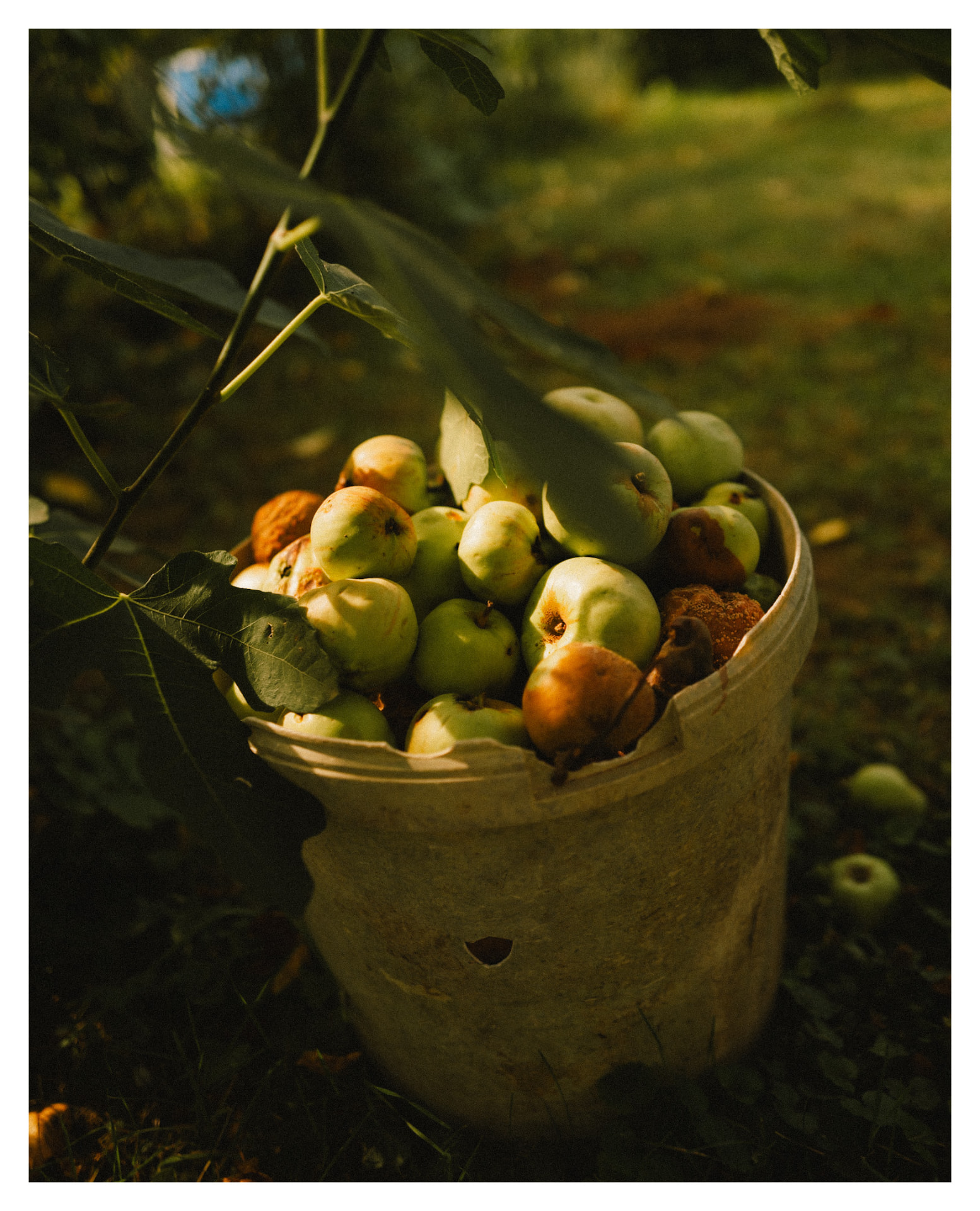 Bucket of freshly picked apples in evening light